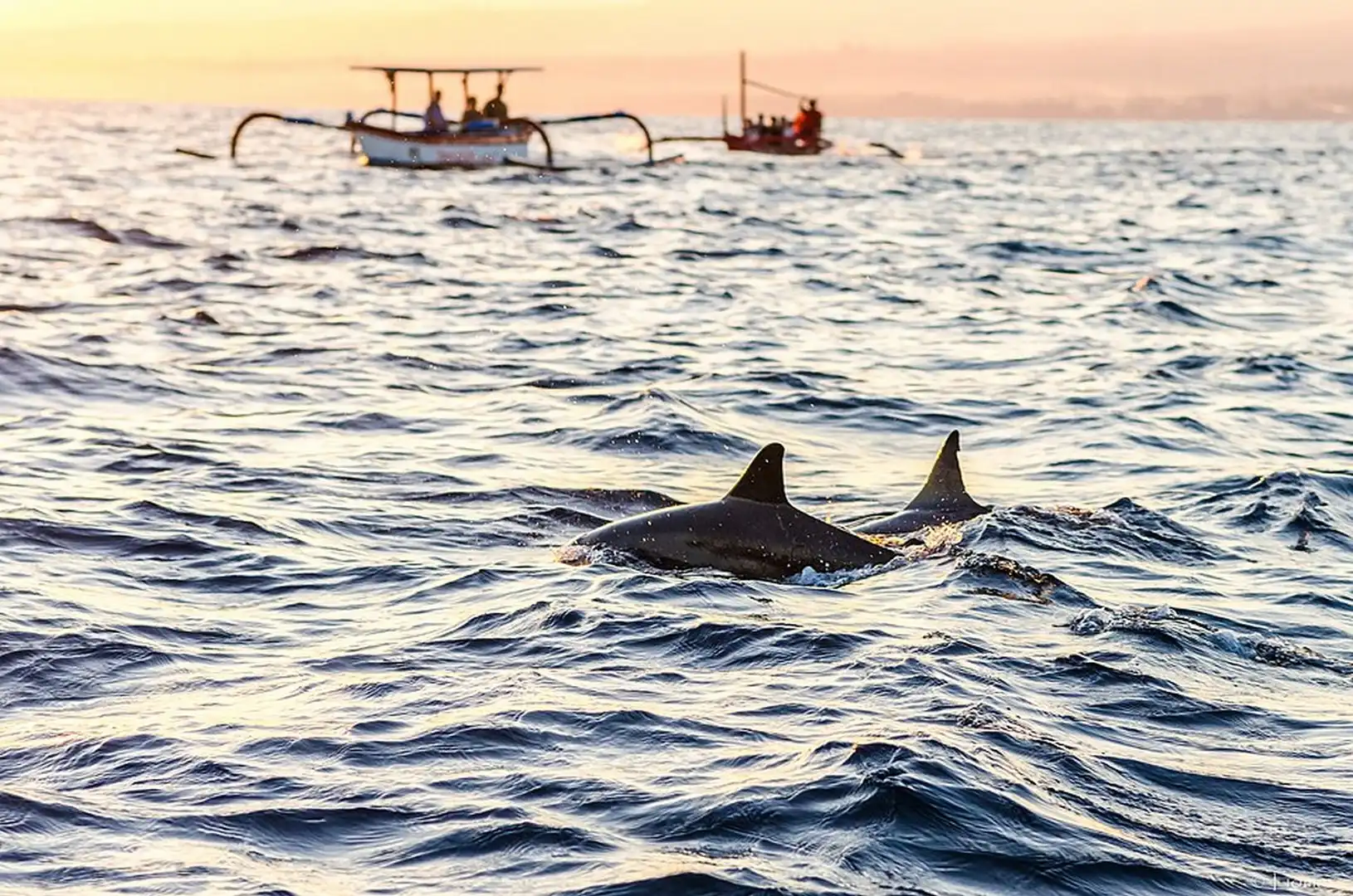 North Bali Sunrise & Dolphin Tour
